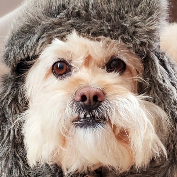 Meet your Posher, Rigo! - Picture 1 of 1